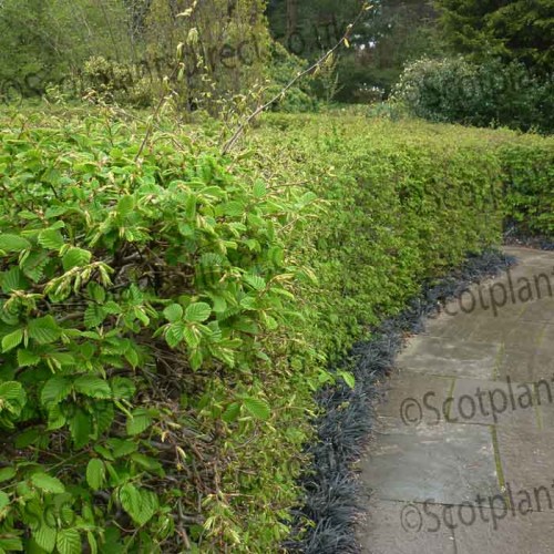 Wildlife Edible Bareroot Hedge Mix 10 Metres  | ScotPlants Direct